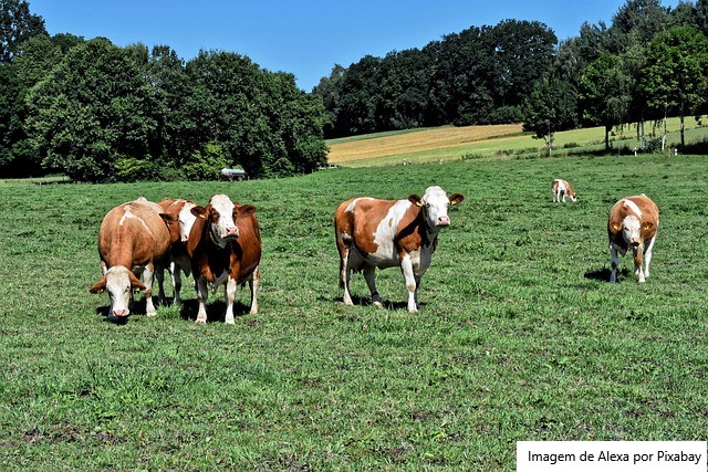 O crescimento da pecuária leiteira do Brasil precisa de mudanças e suplementação para melhorar a nutrição dos animais
