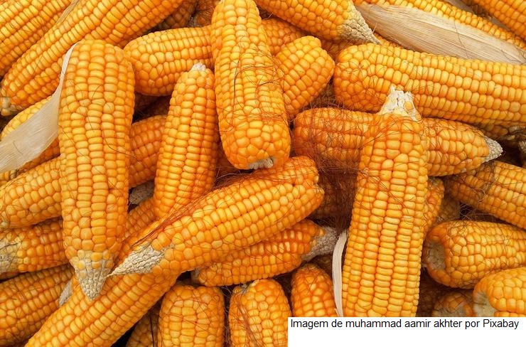 Sustentável e de grande valor agregado, etanol de milho é uma ferramenta a mais para o produtor