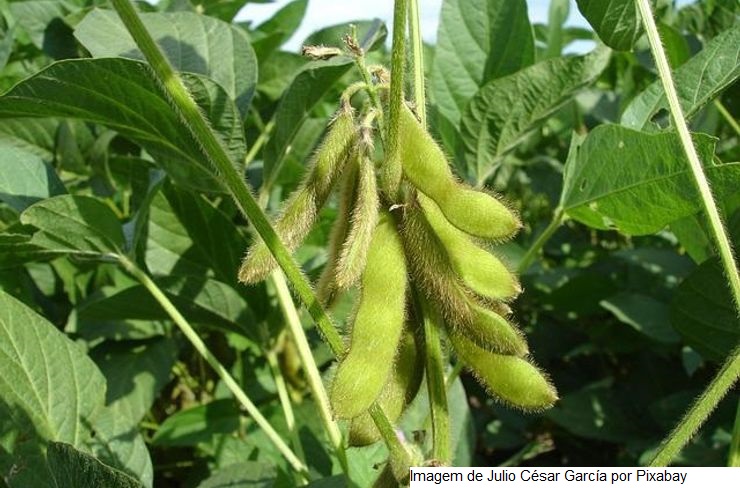 Novo fertilizante fosfatado à base de enxofre aumenta a produtividade da soja
