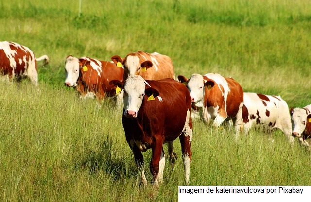 Epagri, agricultores e indústria se unem para desenvolver máquina de implantação de mudas de pastagens