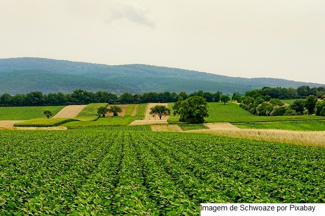 Brasil e Tailândia assinam memorando de entendimento para cooperação agrícola