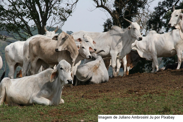 Emdagro conclui inquérito epidemiológico para erradicação da tuberculose bovina em Sergipe