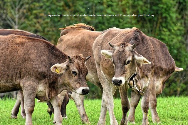 SENAR MINAS lança cursos de Agricultura de Carbono Neutro