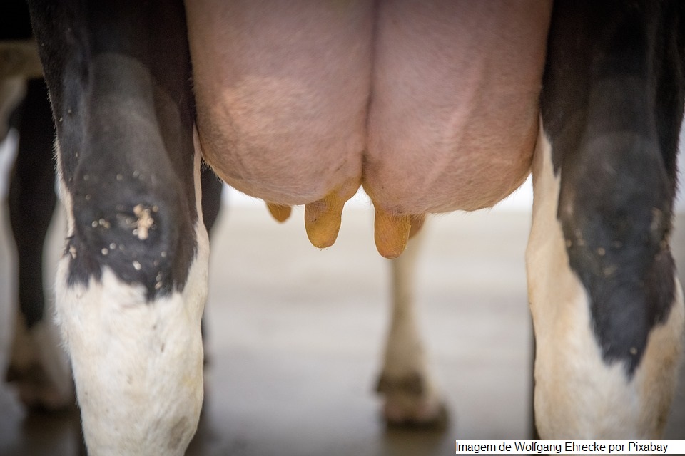 Vaca produz mais de 100 mil quilos de leite e bate recorde no ES; Ortiga está entre as sete do país que atingiram a marca