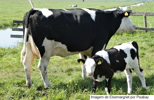 Campo Futuro levanta custos de produção em quatro estados