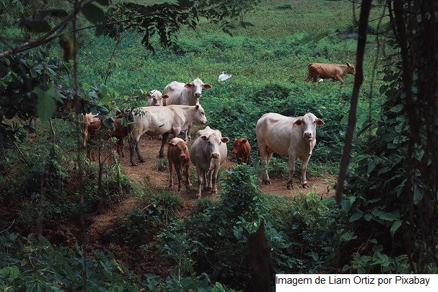 Estudos sobre emissão e remoção de gases de efeito estufa e adaptação agropecuária à mudança do clima são apresentados na COP26