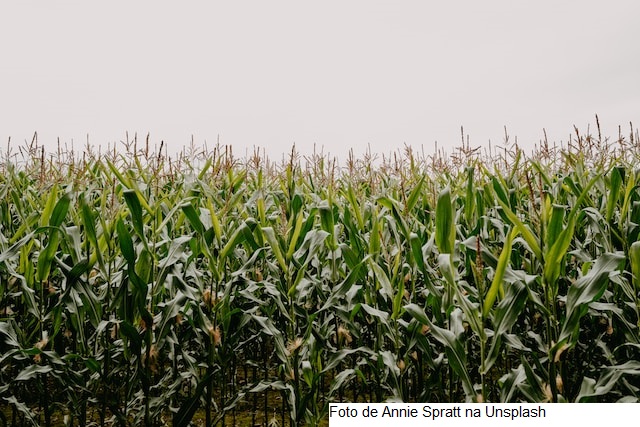 USDA traz expressivo aumento de 4% no índice de lavouras de soja em boas ou excelentes condições nos EUA; milho também sobe