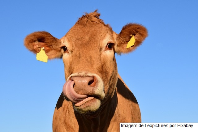 Vaca maior produtora de leite do mundo é do Brasil