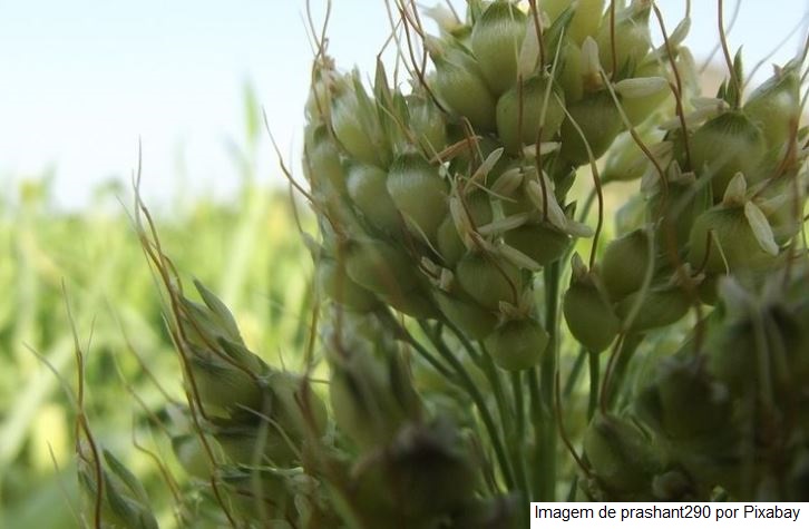 Cristalina e Rio Verde estão entre os dez municípios com maior valor de produção agrícola no Brasil