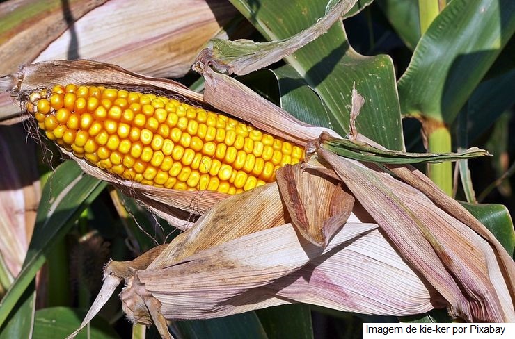 MILHO/CEPEA: Demanda externa aquecida eleva cotação do milho no Brasil