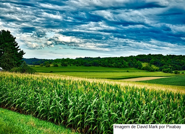 USDA informa vendas semanais de soja e milho dos EUA dentro das expectativas do mercado