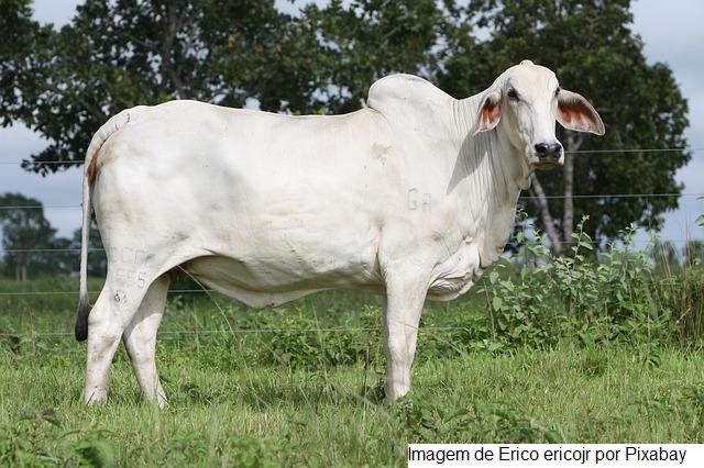Febre Aftosa: primeira etapa da campanha de vacinação de 2022 começa na próxima semana