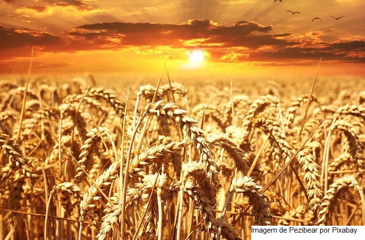 Com cenário otimista no preço, área de trigo será maior no RS