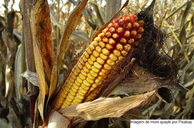 Zoneamento agrícola do milho 2ª safra e consórcio com braquiária para 2022/2023 são publicados