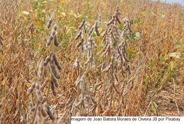 CNA debate provável falta de defensivos agrícolas para a próxima safra