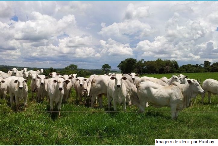 Com tecnologias de produção sustentável, Plano ABC+ pretende reduzir emissão de carbono em mais de 1 bilhão de toneladas