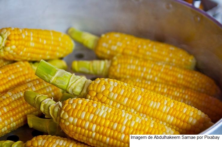 Milho: USDA reduz estoques finais da safra mundial