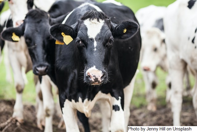 UE – Produção de leite cai em agosto de 2022
