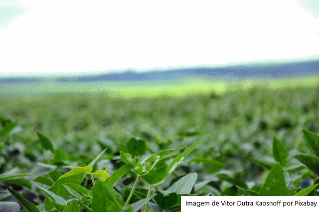 Com evolução da safra na América Latina, preços futuros da soja abrem a sessão desta 6ª feira em baixas na CBOT