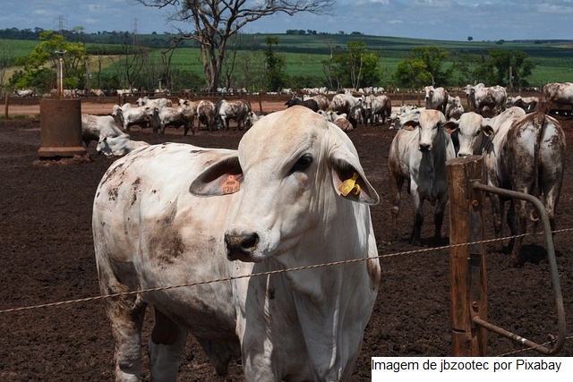 3º Fórum Goiás Livre de Febre Aftosa Sem Vacinação será realizado no dia 9 de dezembro