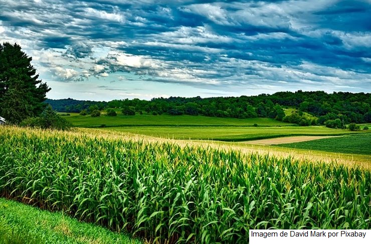 USDA: Vendas semanais de soja e milho ficam dentro das expectativas, óleo abaixo