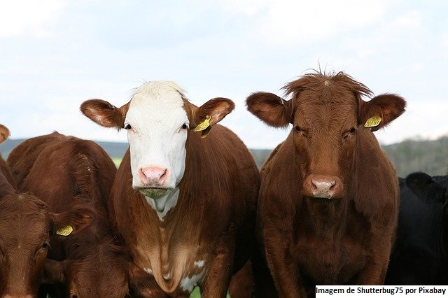 Uruguai – Conaprole paga US$ 2,5 milhões a seus produtores