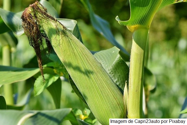 Emater relata plantio do milho em 75% no Rio Grande do Sul