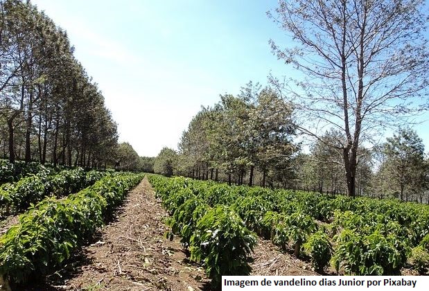 Governo de SP e Secretaria de Agricultura lançam o programa AgroSP+Seguro e anunciam R$ 215 milhões para crédito e seguro rural