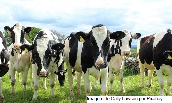 Verminoses podem representar um prejuízo econômico de US$ 1,8 bilhão na produtividade das vacas de leite