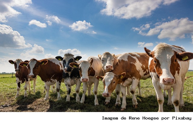 Programa de Melhoramento Genético Bovino para Agricultura Familiar divulga resultado preliminar