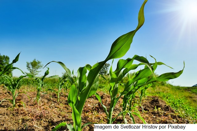 Brasil lidera produtividade agropecuária entre 187 países, aponta estudo do USDA