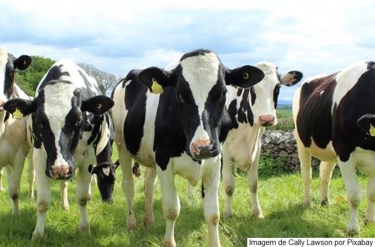 Planejamento na alimentação auxilia mitigação dos efeitos da seca na produção de leite