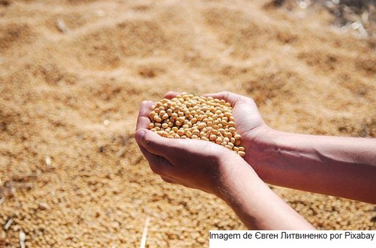 USDA: Embarques semanais de soja, milho e trigo dos EUA ficam dentro das expectativas do mercado