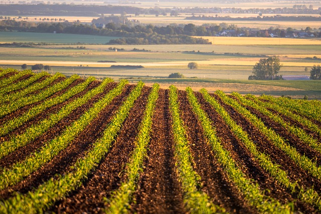 USDA: Embarques semanais de soja, milho e trigo dos EUA ficam dentro das expectativas do mercado
