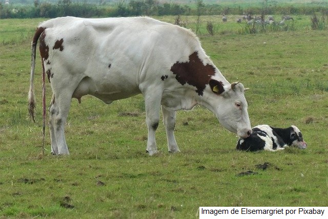 Senar Sergipe capacita produtores de leite do alto sertão na técnica de inseminação artificial