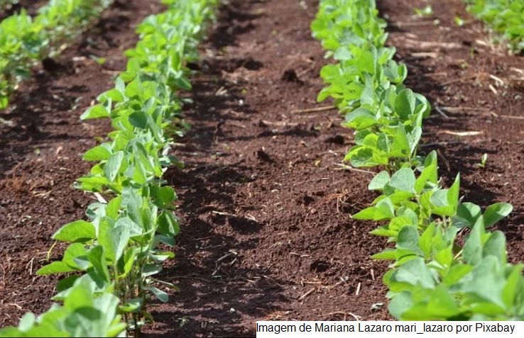 Área plantada com soja no Brasil é maior que a Itália