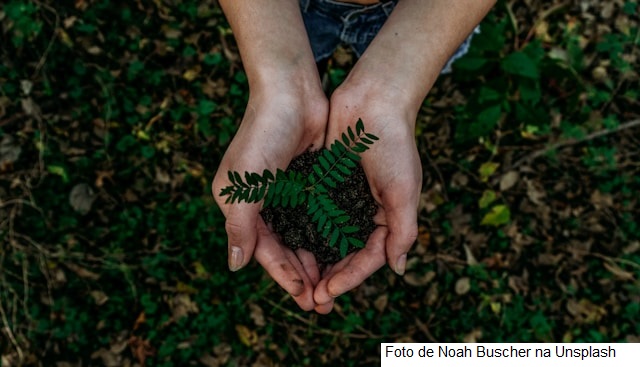 Políticas sustentáveis para o agronegócio foram destaque nas ações do Mapa