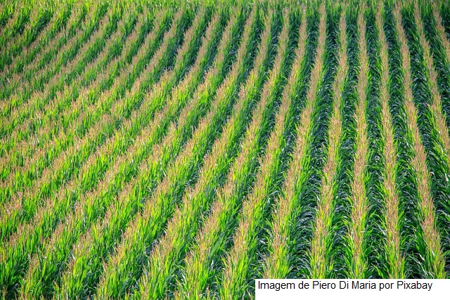 Mais 13 produtos de baixo impacto são registrados pelo Mapa para controle de pragas na agricultura