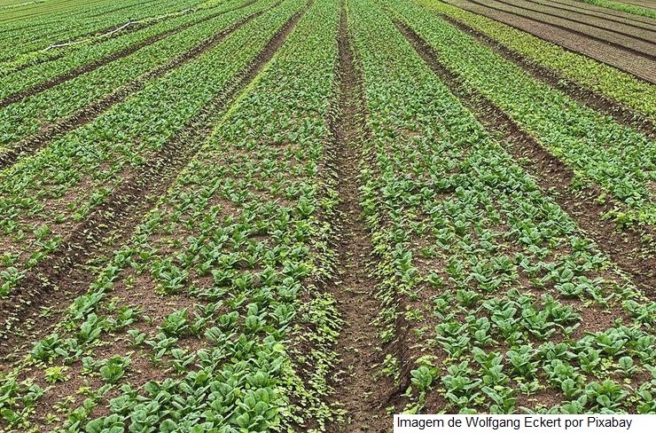 Safra de verão de Santa Catarina deve atingir 6,6 milhões de toneladas