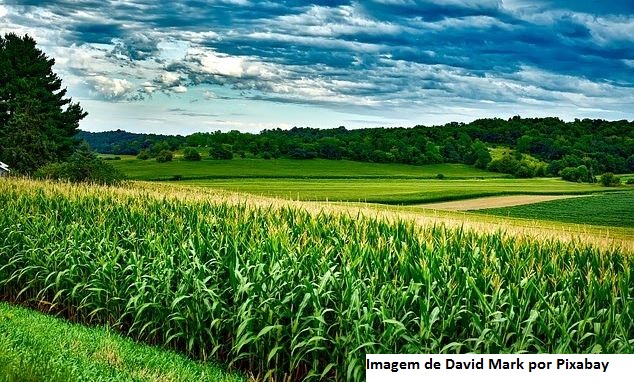 Restam apenas 2% das lavouras de milho para serem colhidas na Argentina, diz Ministério da Agricultura
