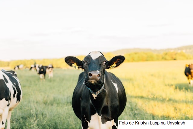 Senar lança curso sobre sistema de criação de vacas leiteiras