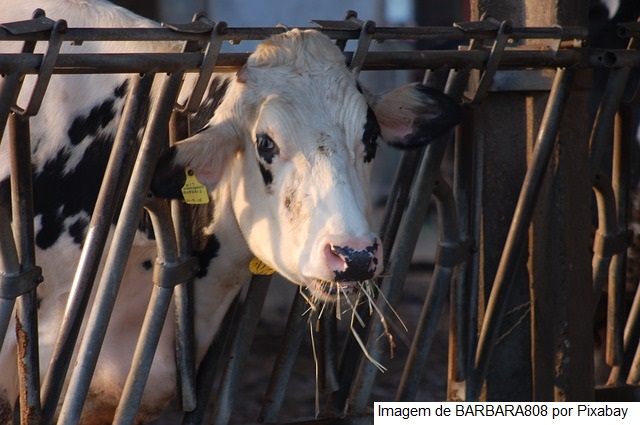 Vacas “reativas” emitem mais metano e produzem menos leite