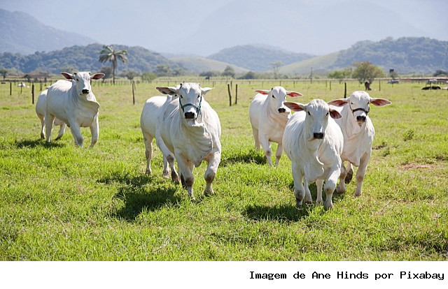Sanidade Animal – Campanha de atualização obrigatória para todas as espécies começa neste sábado, 1º de novembro