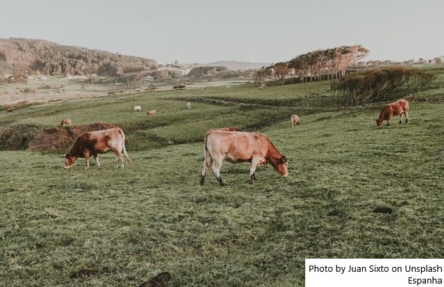 O calor e os preços pressionam o setor lácteo espanhol