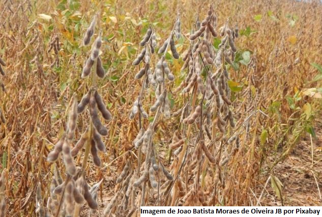 USDA surpreende e eleva em 2% índice de lavouras de soja em boas ou excelentes condições nos EUA