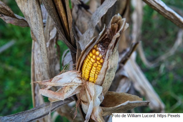 USDA: Colheitas de soja e milho avançam bem nos EUA e superam ano passado e média plurianual