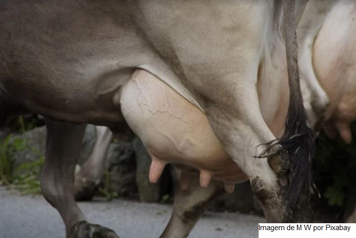 Touro de criador do PR tem a segunda melhor genética do mundo para gerar vacas leiteiras