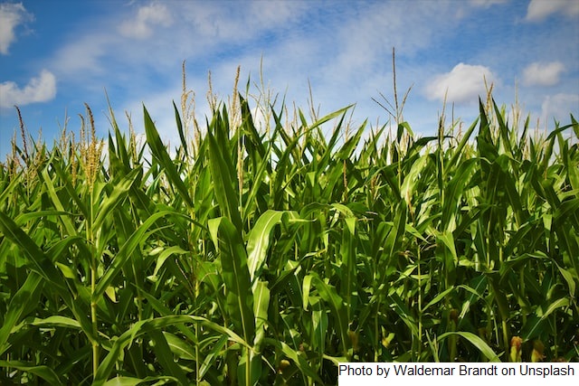 USDA indica primeiros trabalhos de colheita de soja nos EUA e área colhida chega a 3%; milho tem 7%