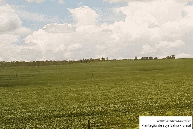 As importações de soja pela China alcançaram um novo recorde