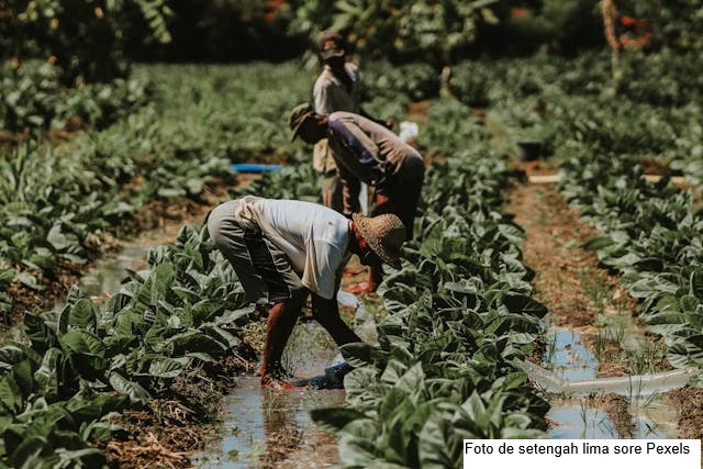 Sem Imigrantes, sem Comida: o Agronegócio dos EUA À Beira do Colapso